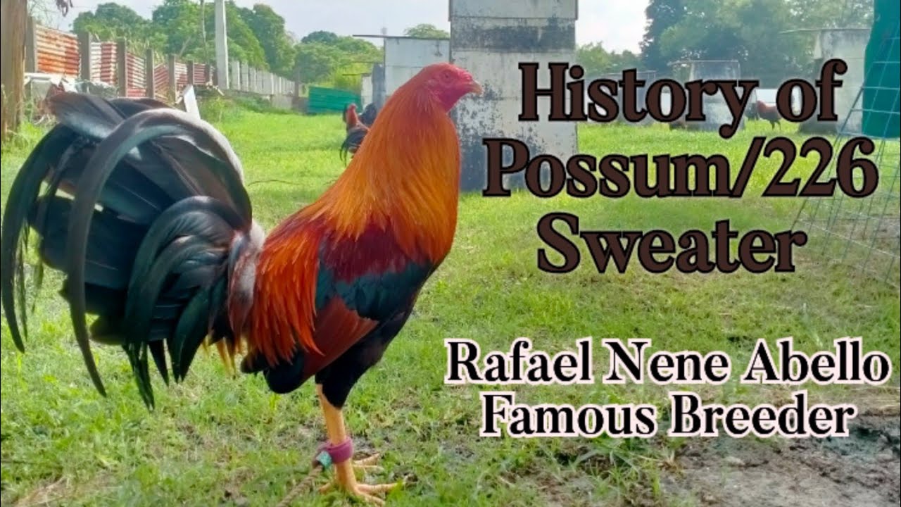 #history#possumsweater#possumsweater226 History of Possum Sweater & Fighting Style