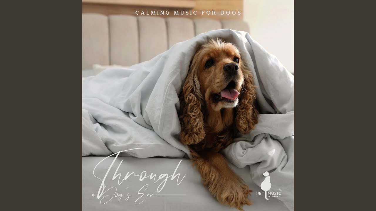 Calm Pets Music Academy