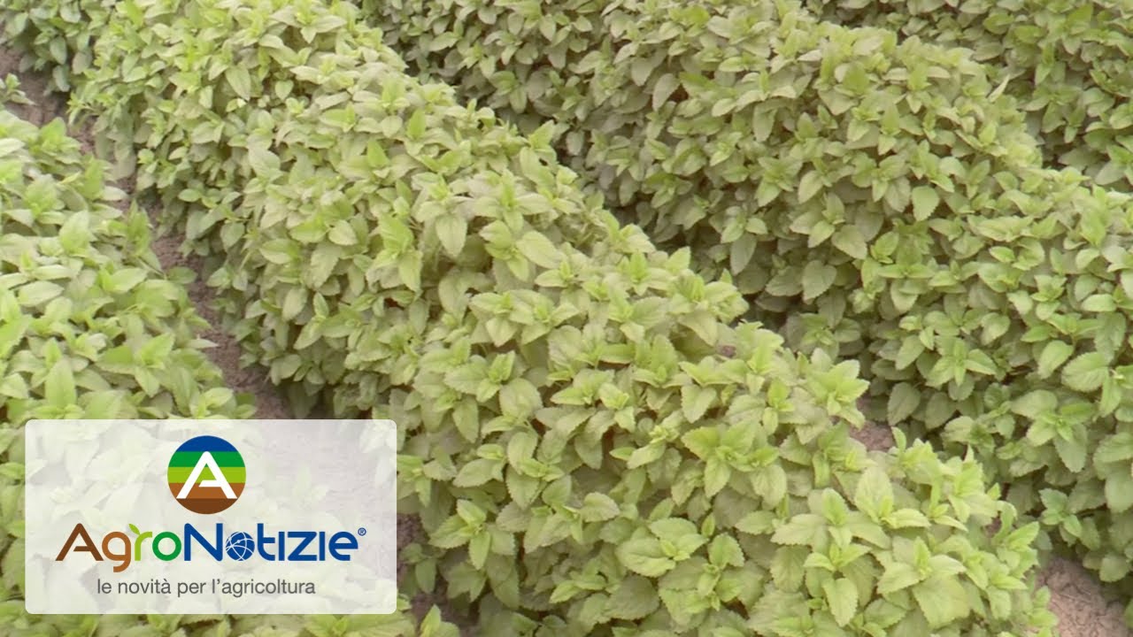 Erbe officinali, l'esperienza di Agribioenergia