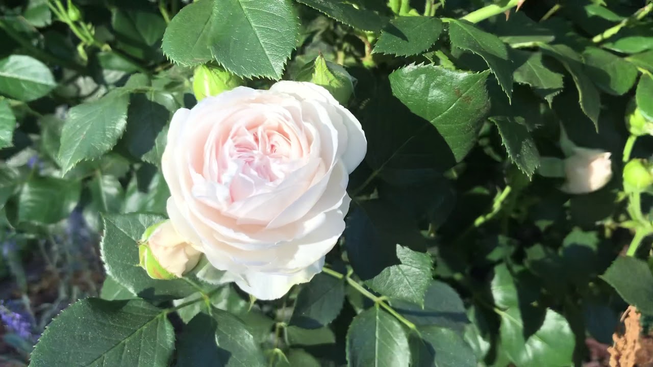 David Austin roses and Kordes roses- front garden tour update