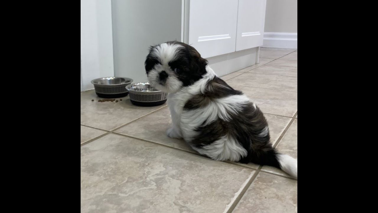 Can You Afford A New Puppy?