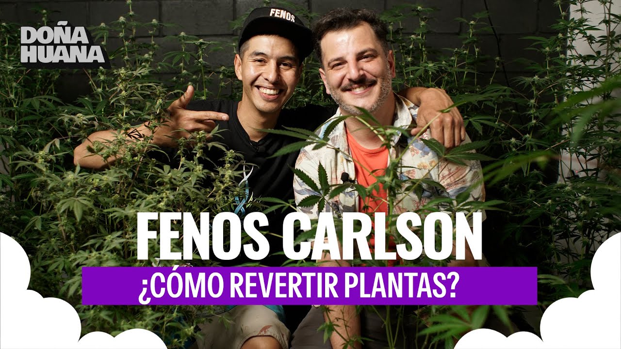 FENOS CARLSON - &iquest;C&Oacute;MO REVERTIR PLANTAS? - SEMILLAS FEMINIZADAS