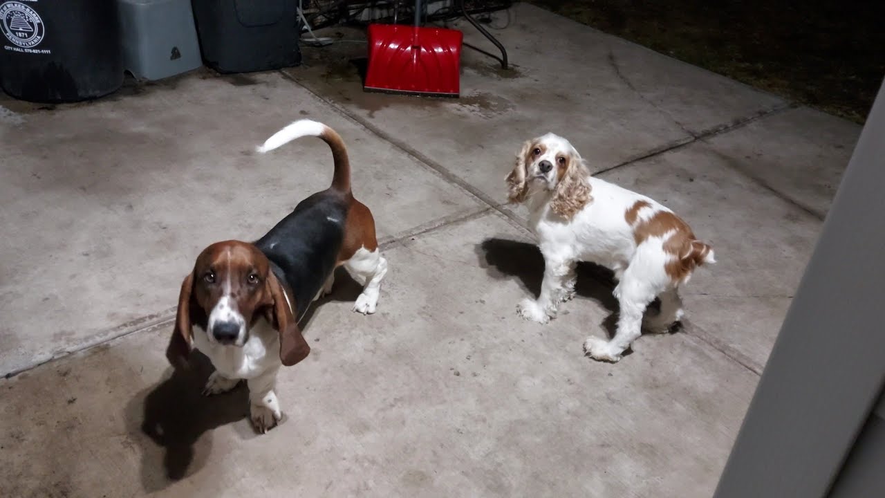 🐶 Папа... люди любят устраивать вечеринки по субботним вечерам, а мы, 🐶, ещё больше любим играть!