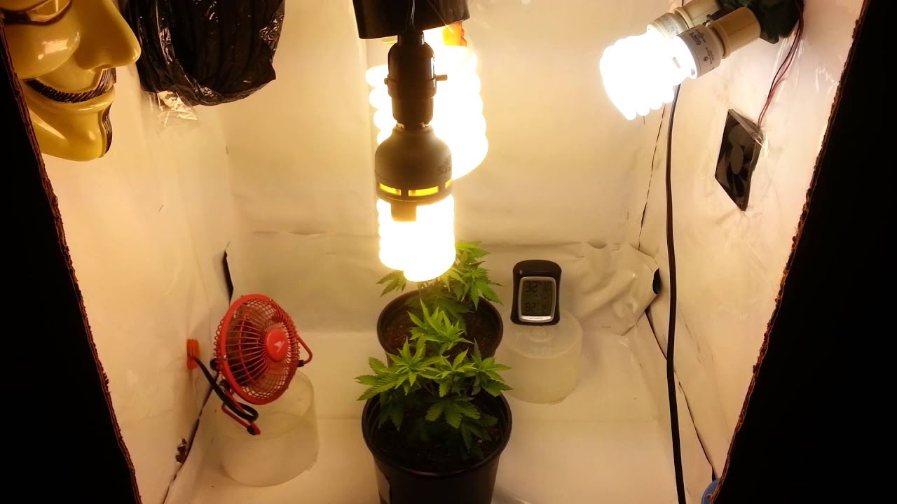 CFL Micro Grow- Flowering- End of Day 1