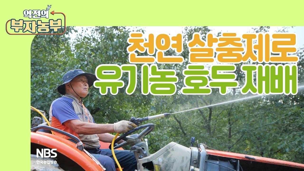 [역전의부자농부 217회] 호두나무 병충해 걱정 끝! 천연재료로 만드는 호두나무 천연살충제