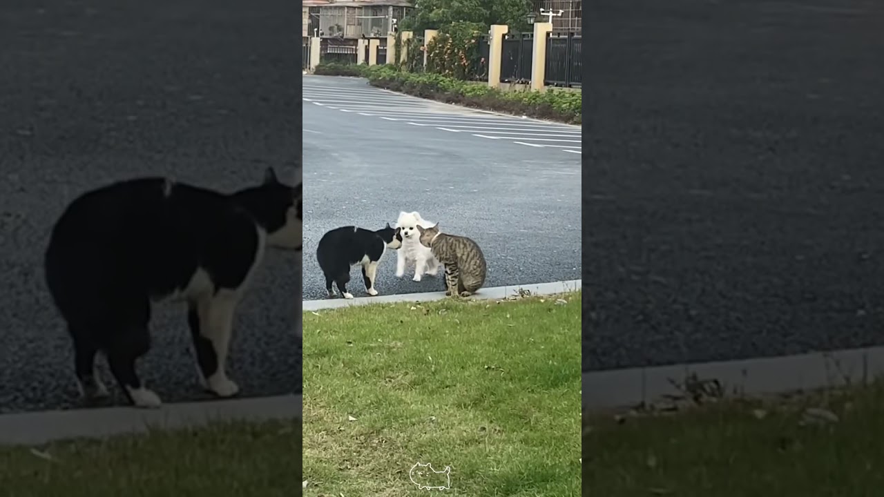 Dog stops cat from fighting !😹#funny #foryou #catlover #usa #fpy #funnycat #catsoftiktok