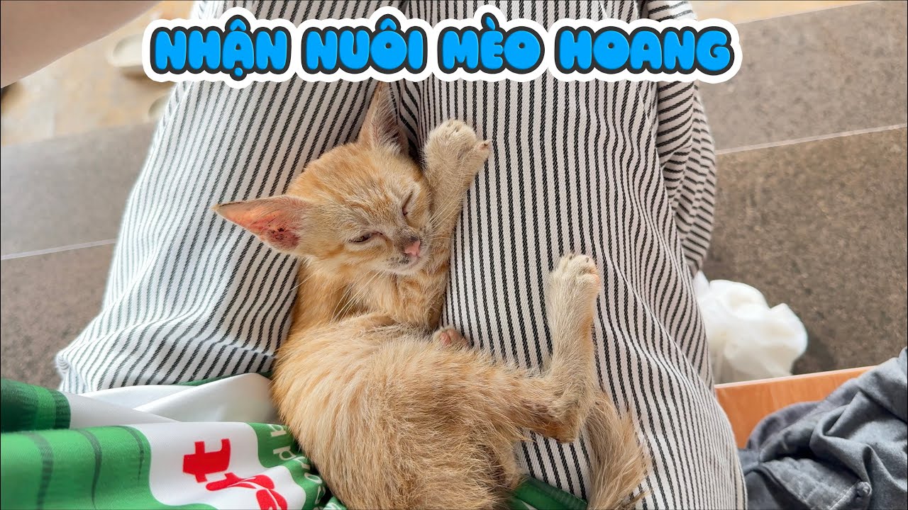 Giải Cứu Em Mèo Hoang Sắp Chết Đói Bị Bỏ Rơi