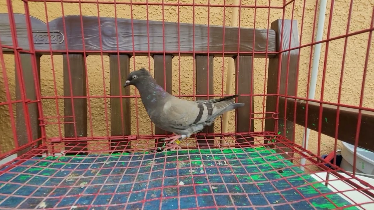 This Serbian High Flyer came back home after being missing for 17 days.