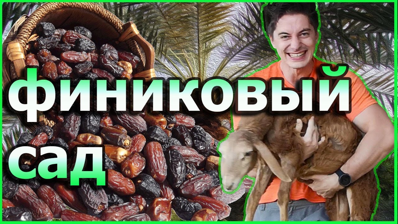 Как выращивают финики в Саудовской Аравии | مزرعة النخل