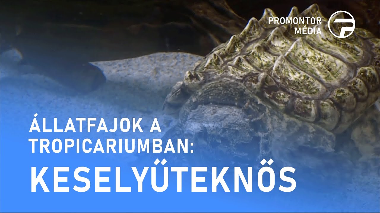 Állatfajok a Tropicariumban - Keselyűteknős - 2026.01.21.