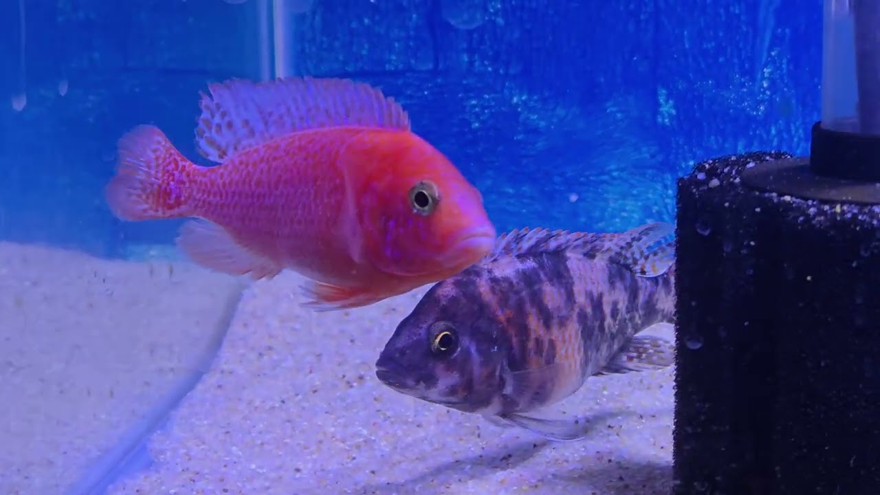 Strawberry Peacock Cichlid