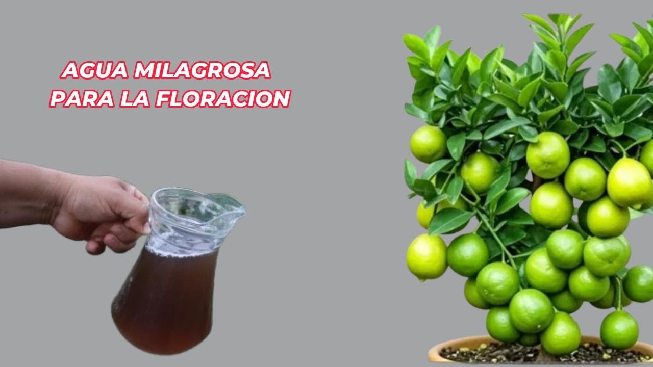 Lograr&aacute; una incre&iacute;ble Floraci&oacute;n en tu limonero y plantas Ornamentales &iexcl;Abono 100% gratis!
