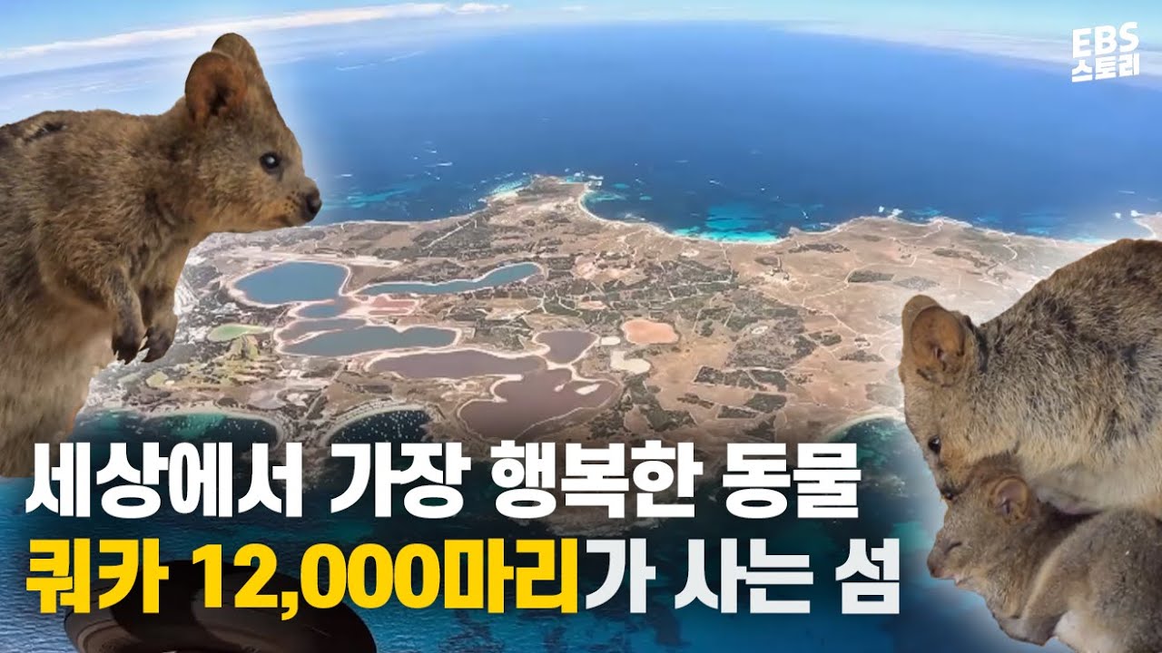 ※광대주의※ 쿼카 12,000마리가 사는 천국 같은 섬