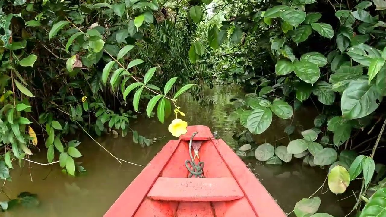 dessa vez encontrei só porco pequeno, vejam!