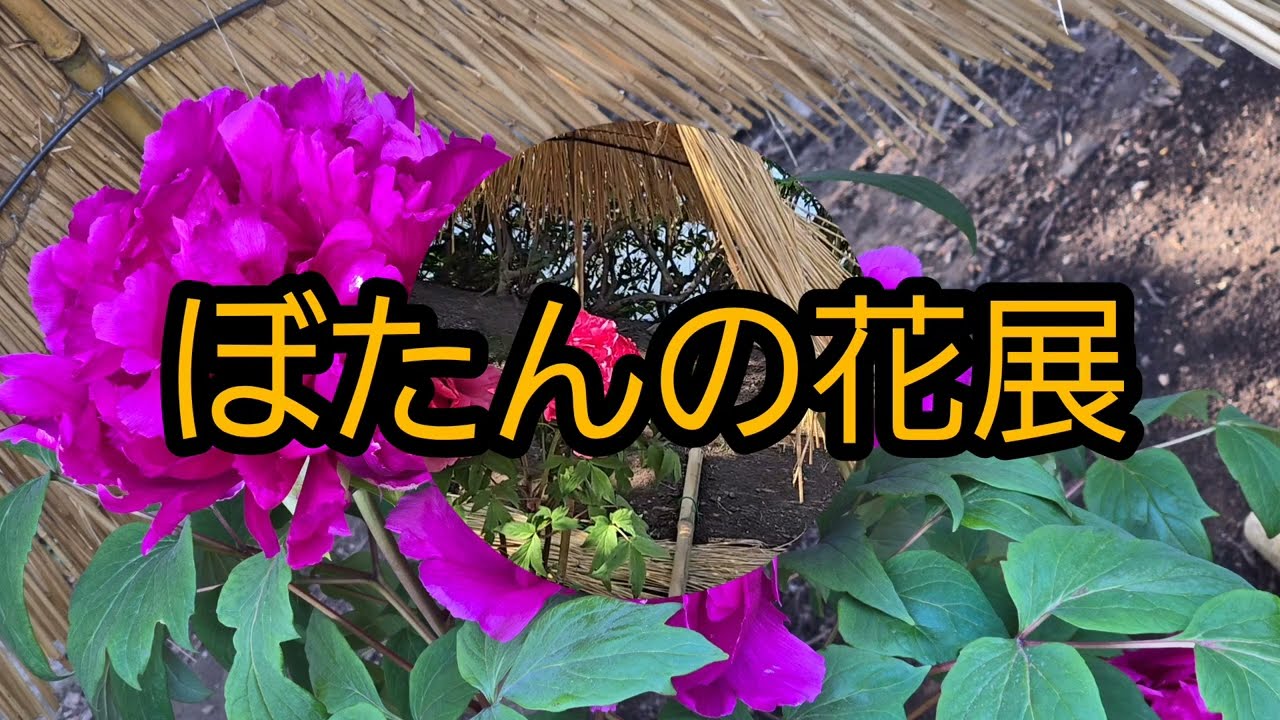 ぼたんの花🌼よろしかったら見てね