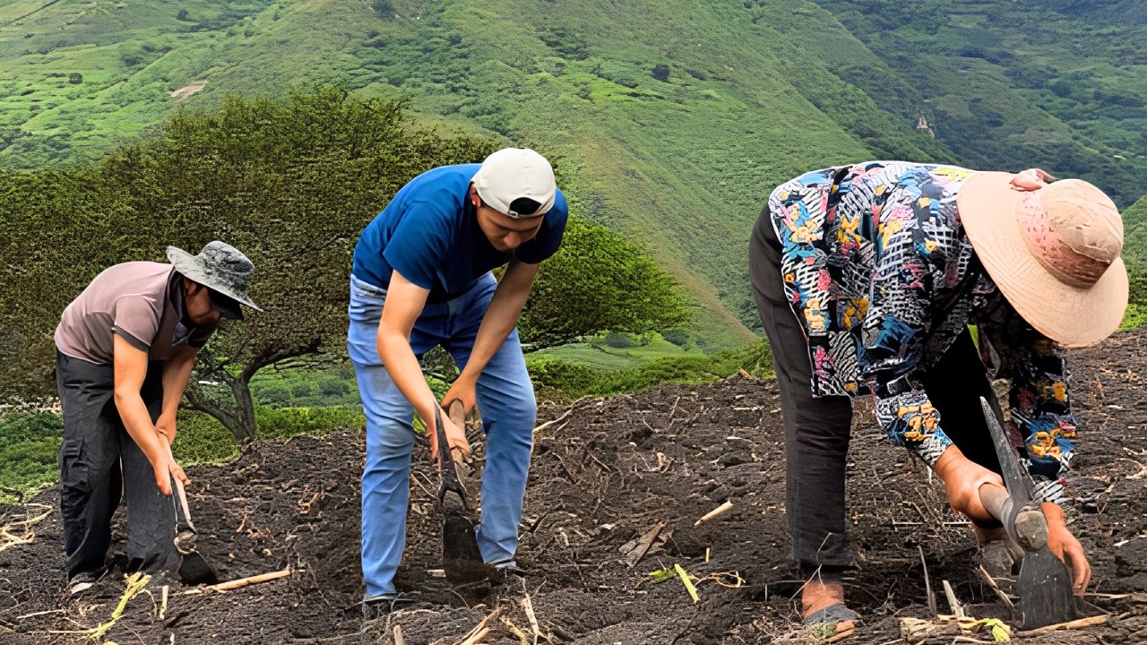 Cómo se SIEMBRA el pasto MARALFALFA en Perú | Maycol Guevara