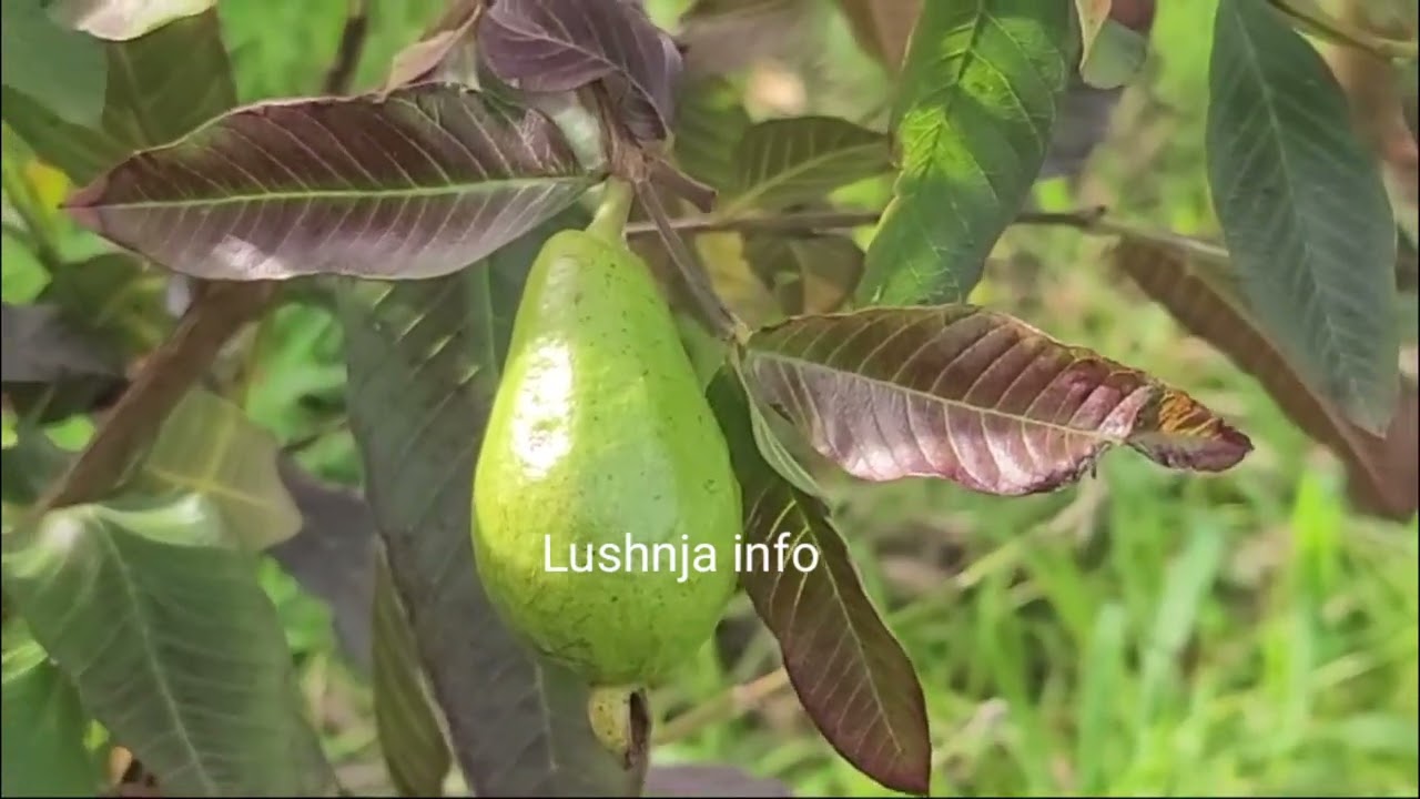 Shihni frutat ekzotike që prodhon Divjaka,por që nuk eksportohen,madje fermerët nuk dinë ti mbjellin