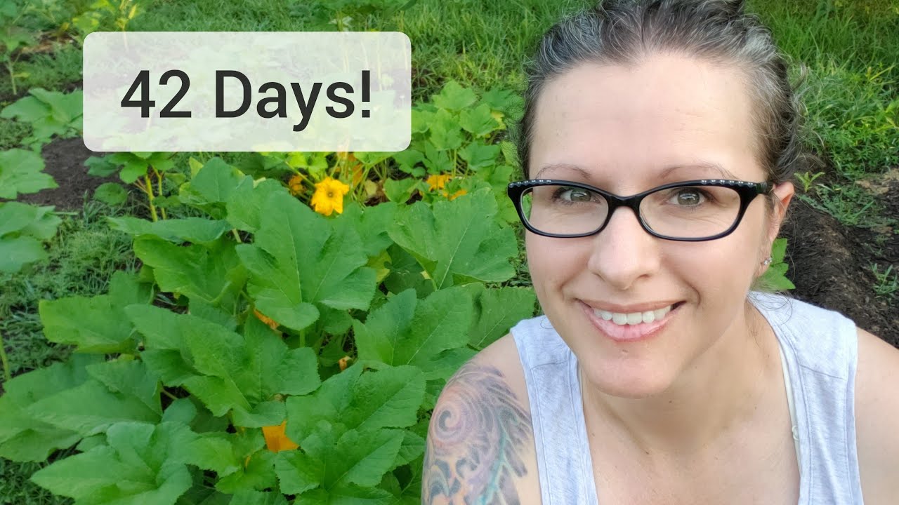 42 DAYS! Growing Patty Pan Squash from Seed