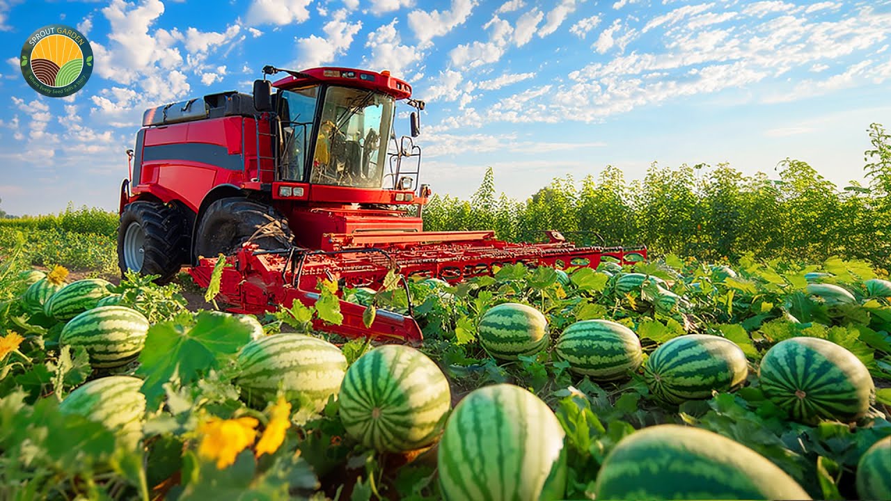 How Farmers Harvest Tons of Watermelons – Modern Watermelon Cultivation | Farming Documentary