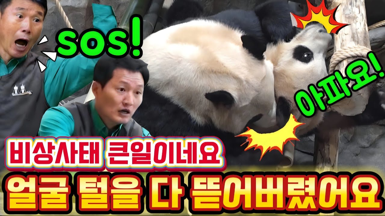 에버랜드 판다월드💥3월29일 후이가 언니를 너무 쎄게 깨물어서 걱정되네요 