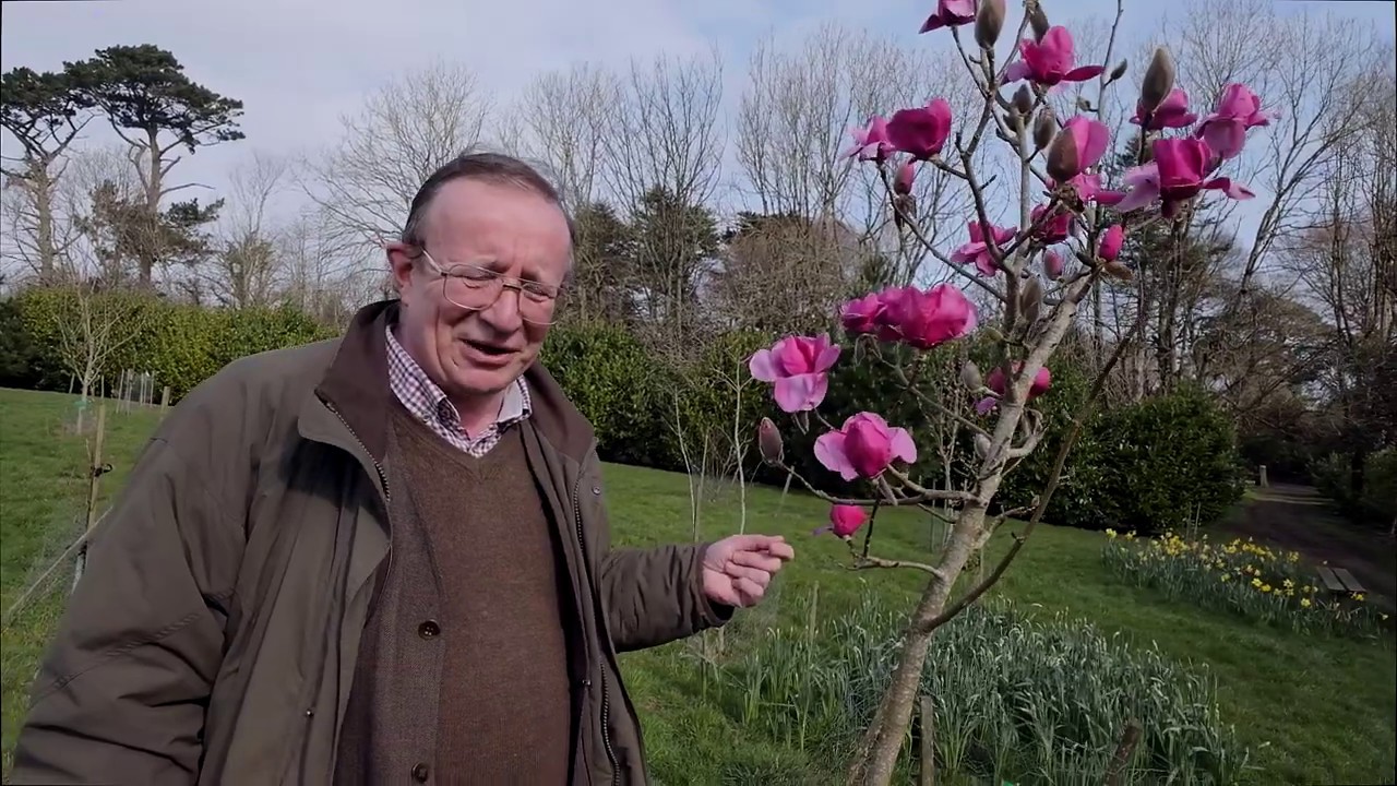 Three Magnolias out beginning March 2020 - Caerhays