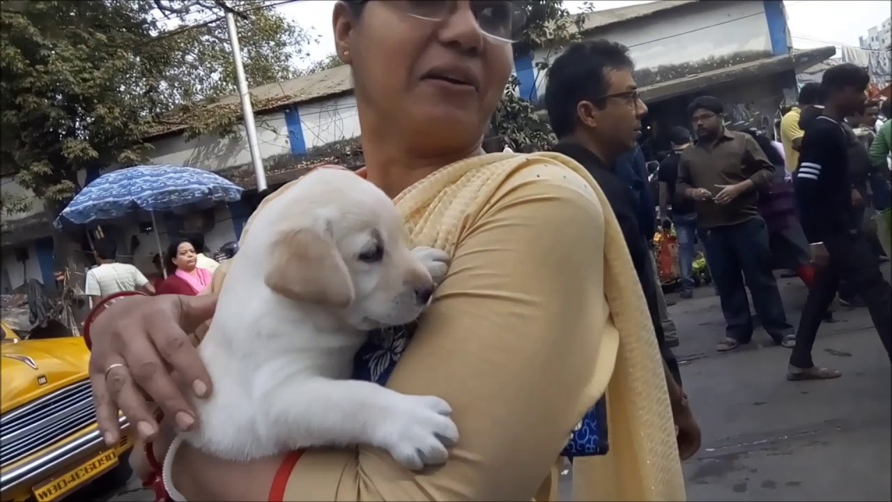 LAB PUPPY l 30 Days Old Cute Lab Puppy l Lab Puppy with New Friend