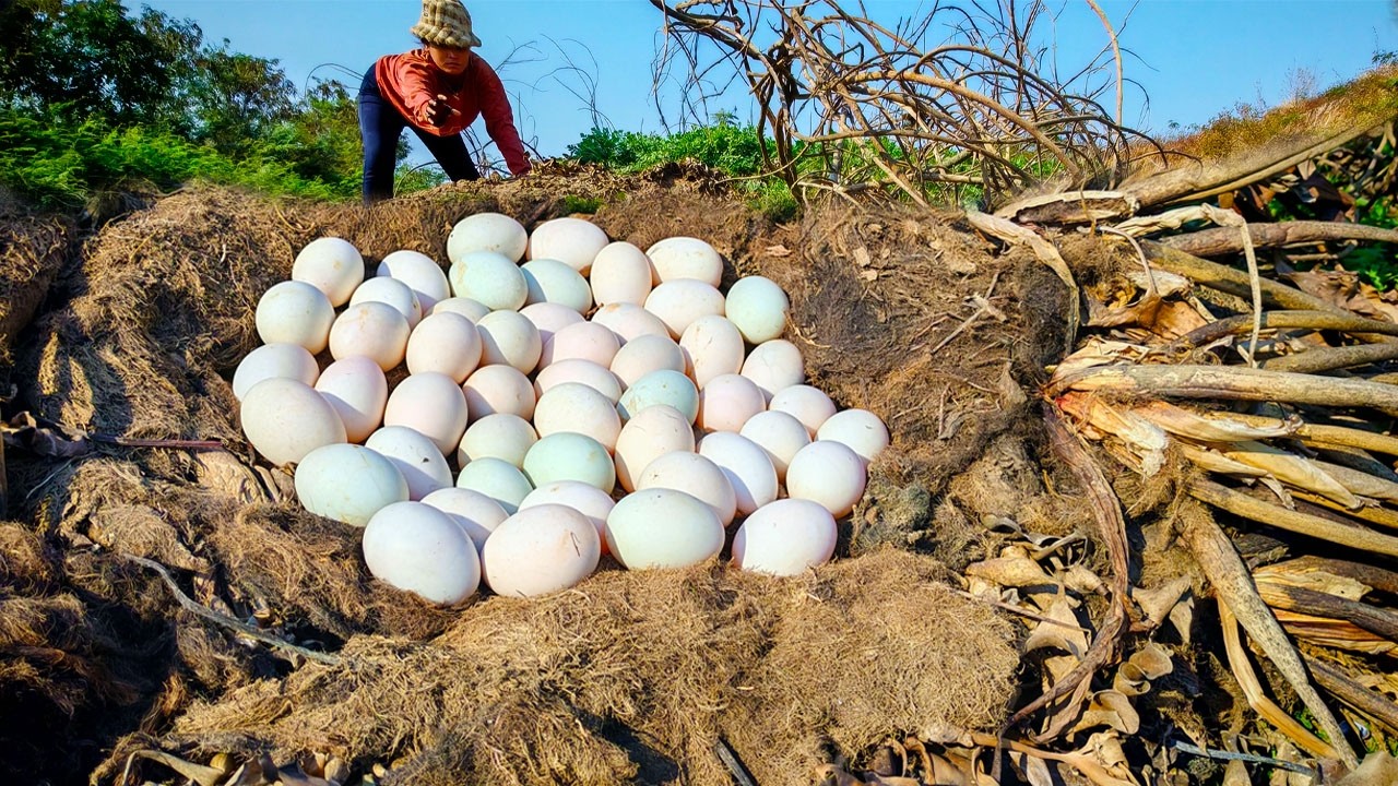 Finding Thousands of Giant Snails & Egg in the Dry river