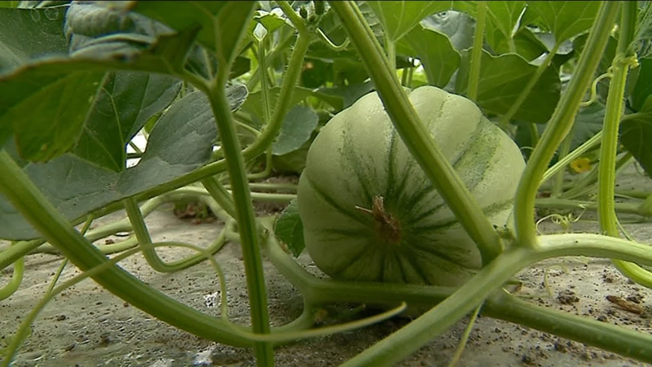 Balade d'été - ramasser les melons