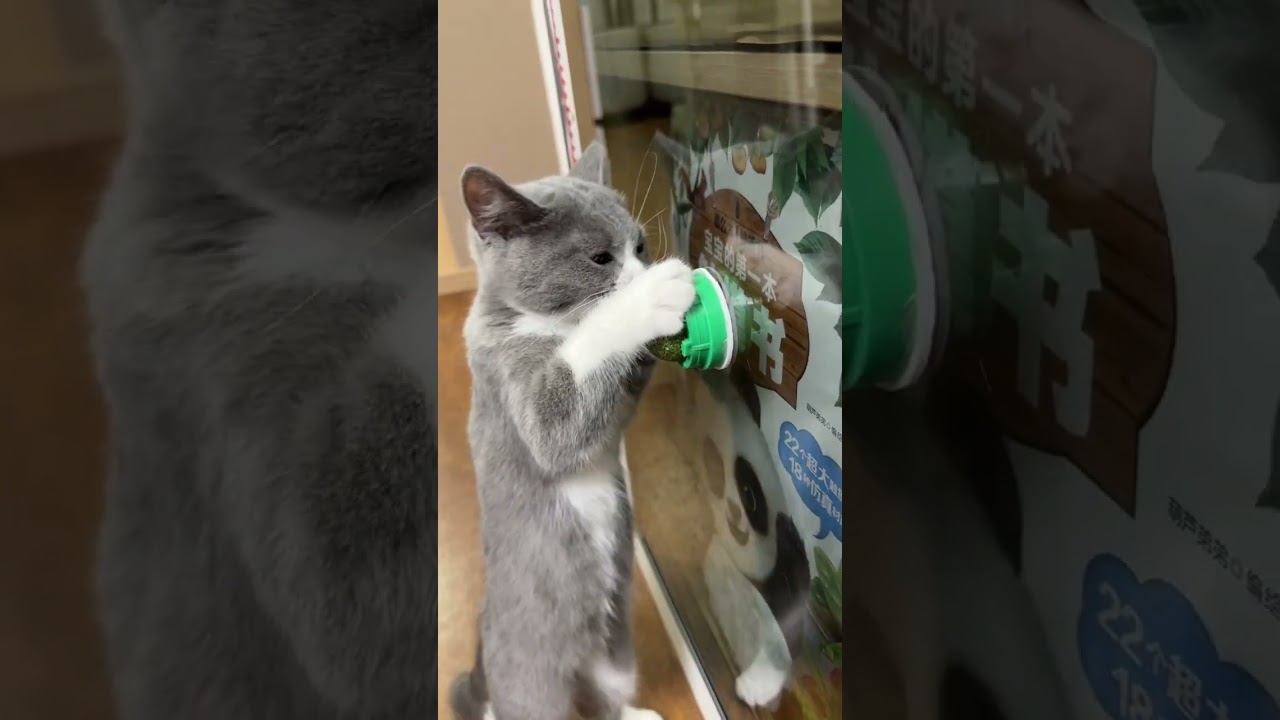 Quả n&agrave;y b&eacute; m&egrave;o cưng sẽ ghiền mất th&ocirc;i  #notapetvn #thucung #pet #M&egrave;oCưng #ReviewSảnPhẩmM&egrave;o