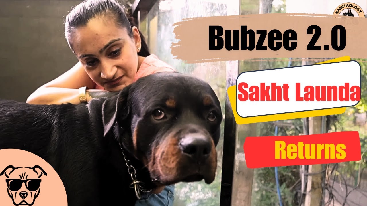Rottweiler Bubzee Sakht Launda Returns! 🐾 Our Tough Guy is Back in Action Namitaology Family Shorts