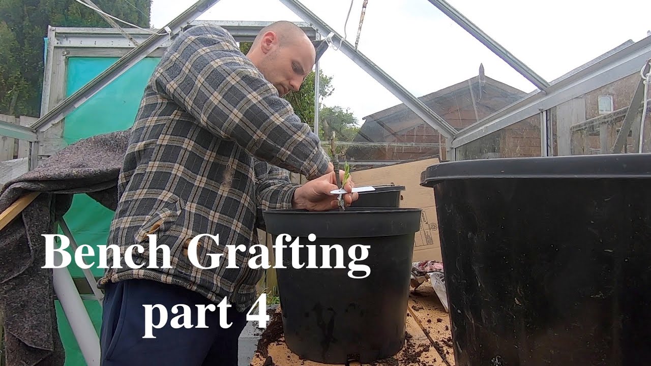 Bench grafting apple and pear trees part 4: Potting on grafts and a mistake to avoid.
