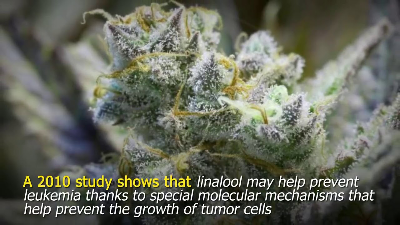 What Does the Terpene Linalool Do in the Cannabis Plant?