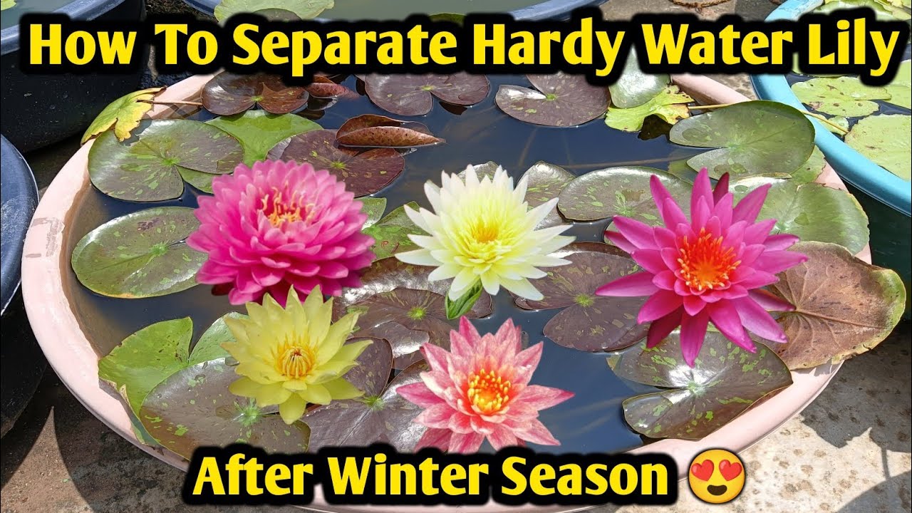How to Shapeate Hardy Water Lily After Winter Season 😍🪷. #waterlily #waterlilycare #hardywaterlily 