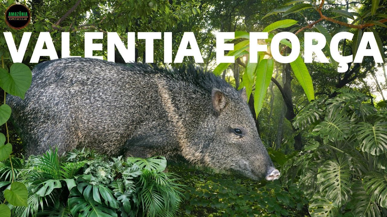 VALENTIA E FOR&Ccedil;A| PORCO QUEIXADA DA AMAZ&Ocirc;NIA