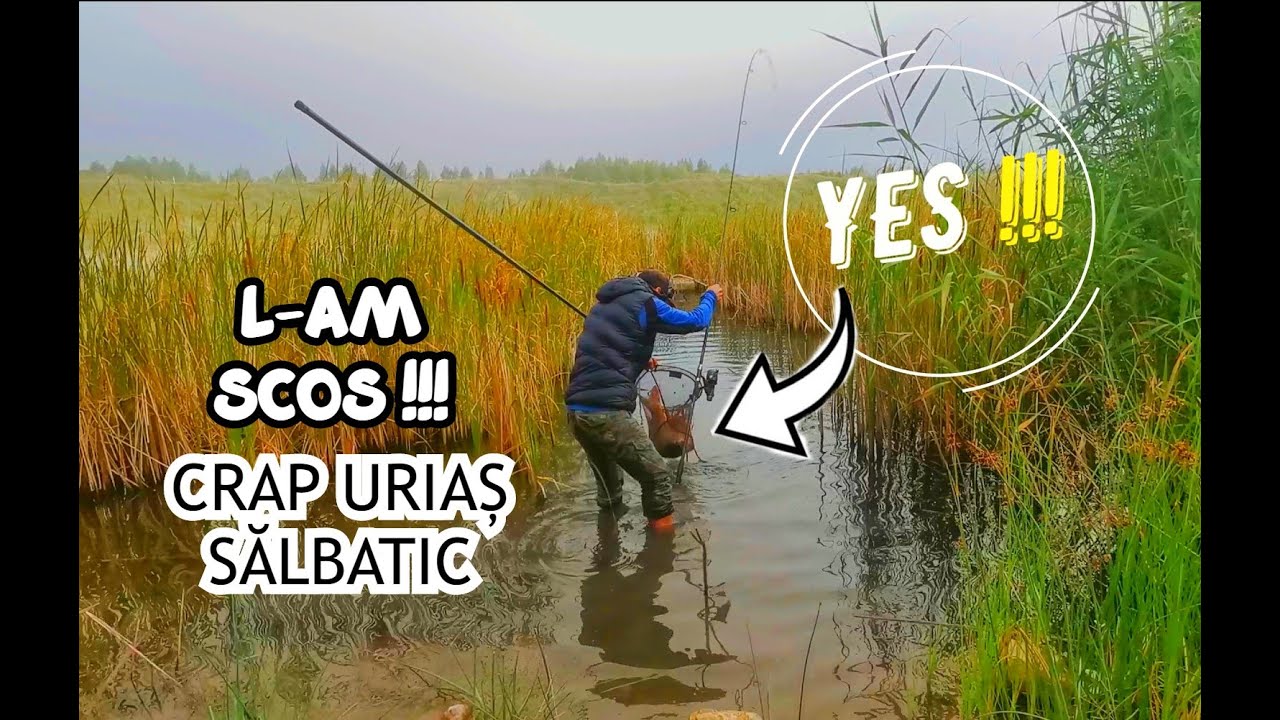 Pescuit la CRAP URIAȘ SĂLBATIC - PARTEA 1 - Driluri incredibile pe baltă sălbatică