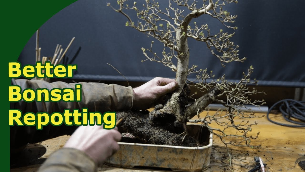 How to repot bonsai (Developing Rootball Maturity)