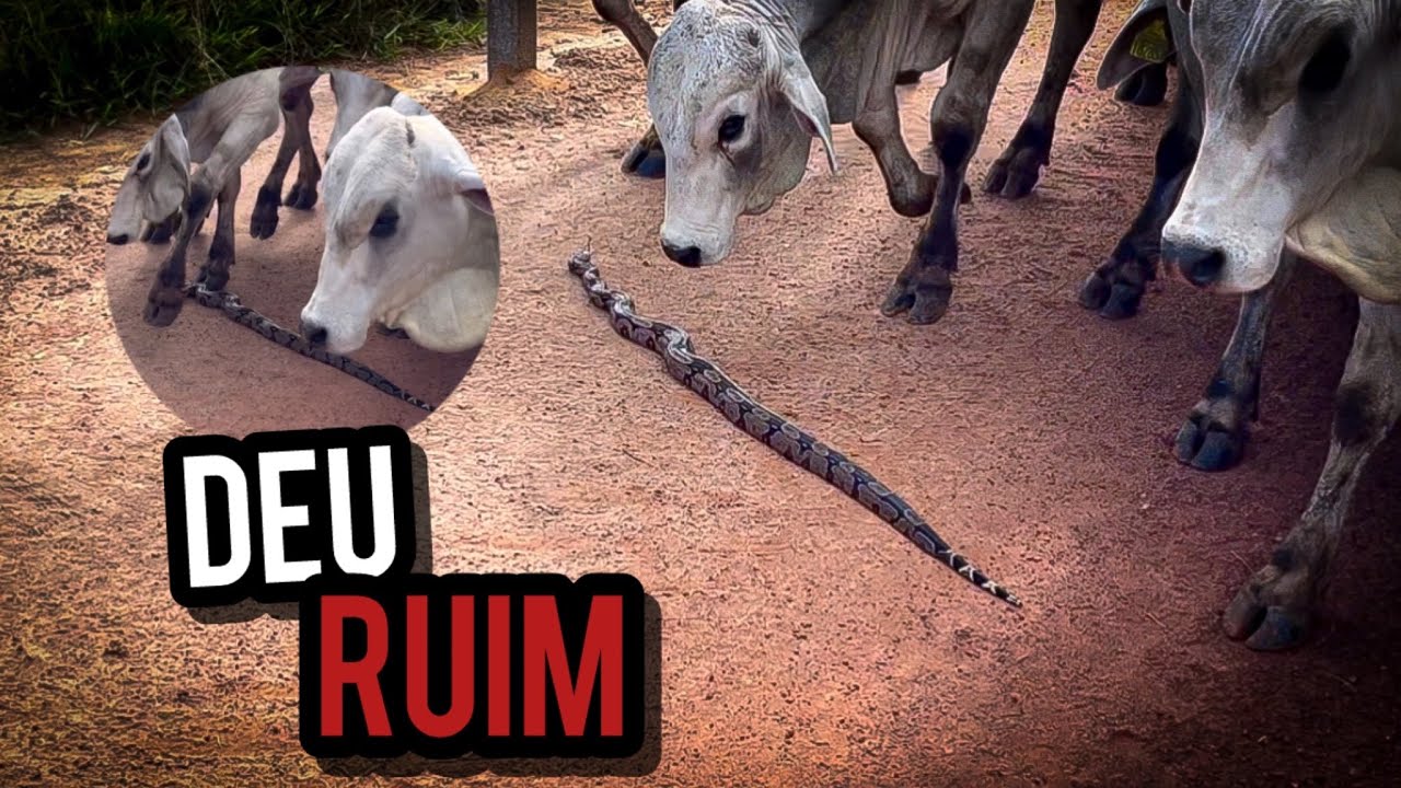Cobra não saiu da frente da boiada …