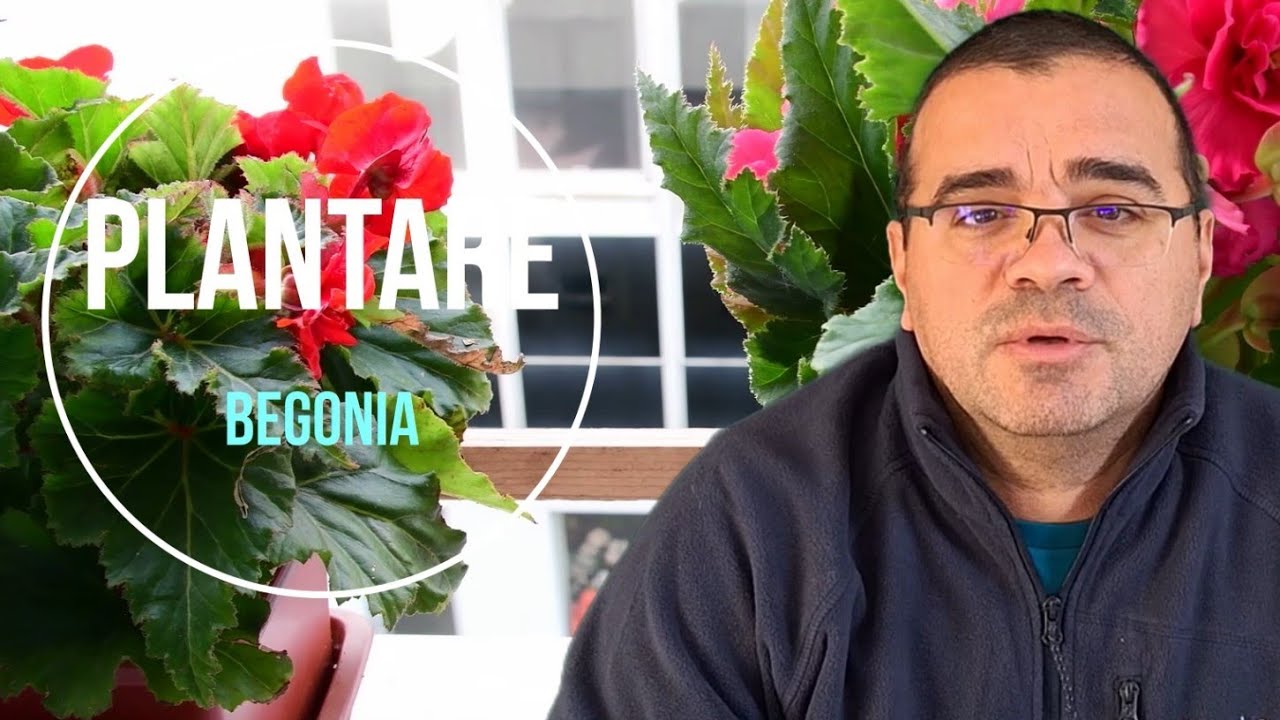 Plantarea bulbilor de begonie curgatoare