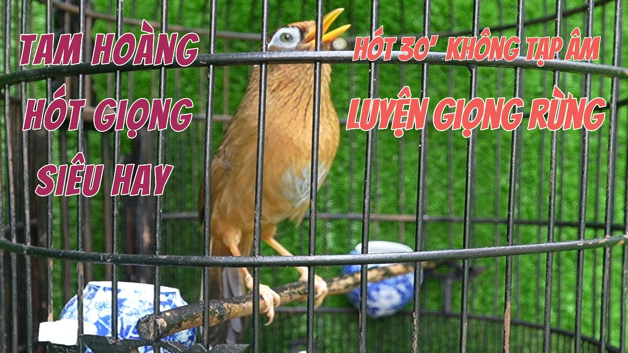 CHIM HOẠ MI HÓT GIỌNG SIÊU HAY - VIDEO 30 PHÚT LUYỆN HOẠ MI HÓT GIỌNG RỪNG... #0374961666 #LYHAICHIM