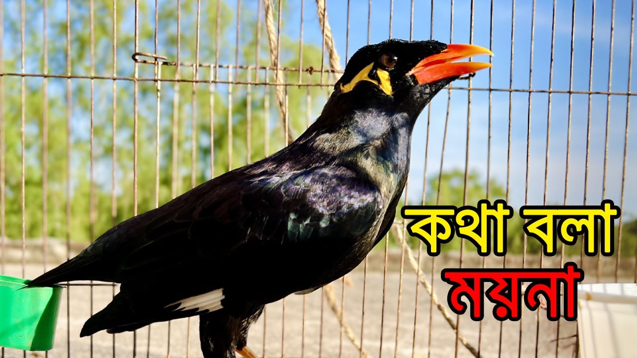 দেখুন ময়না পাখি কিভাবে মানুষের মতো কথা বলে। kotha bola moyna pakhi। Talking birds।। pet birds