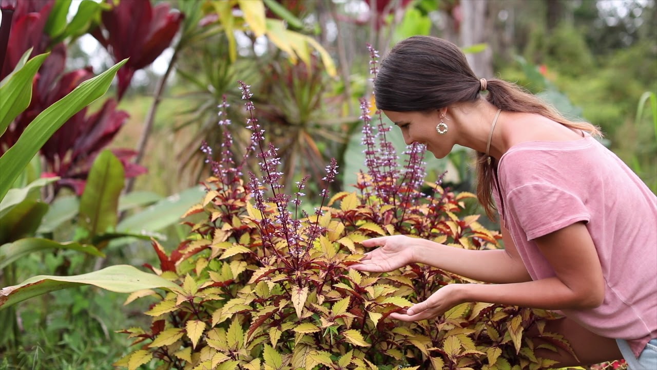 VitalLifeForce - Soil Balance - Kind Roots