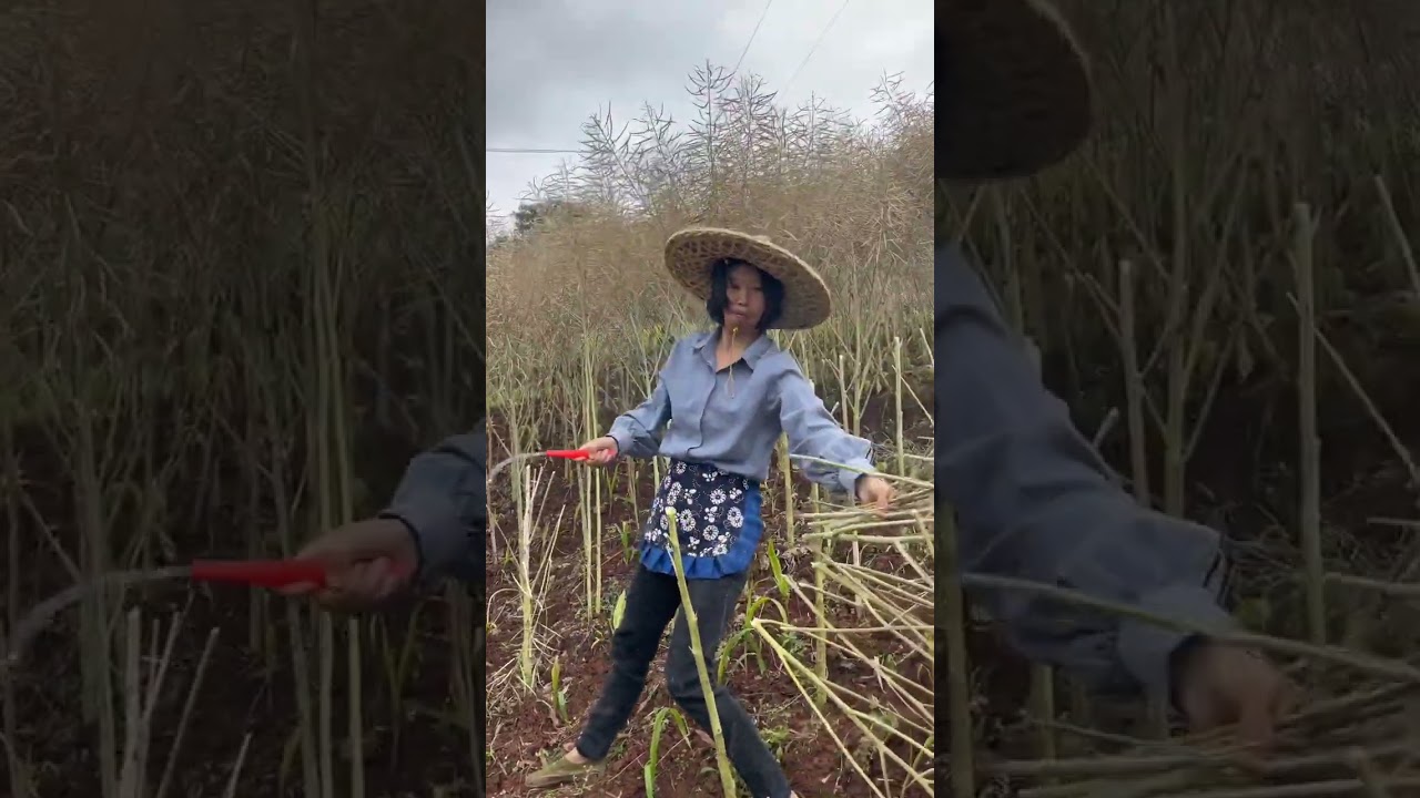男耕女织，夫唱妇随。男的在外劳作养家糊口，女的在家相夫教子。分工合作，家庭和谐幸福。 可是现在怎么就变了？女性活的很累？大家知道为什么？#菜籽油 #乡村守护人 #割菜籽