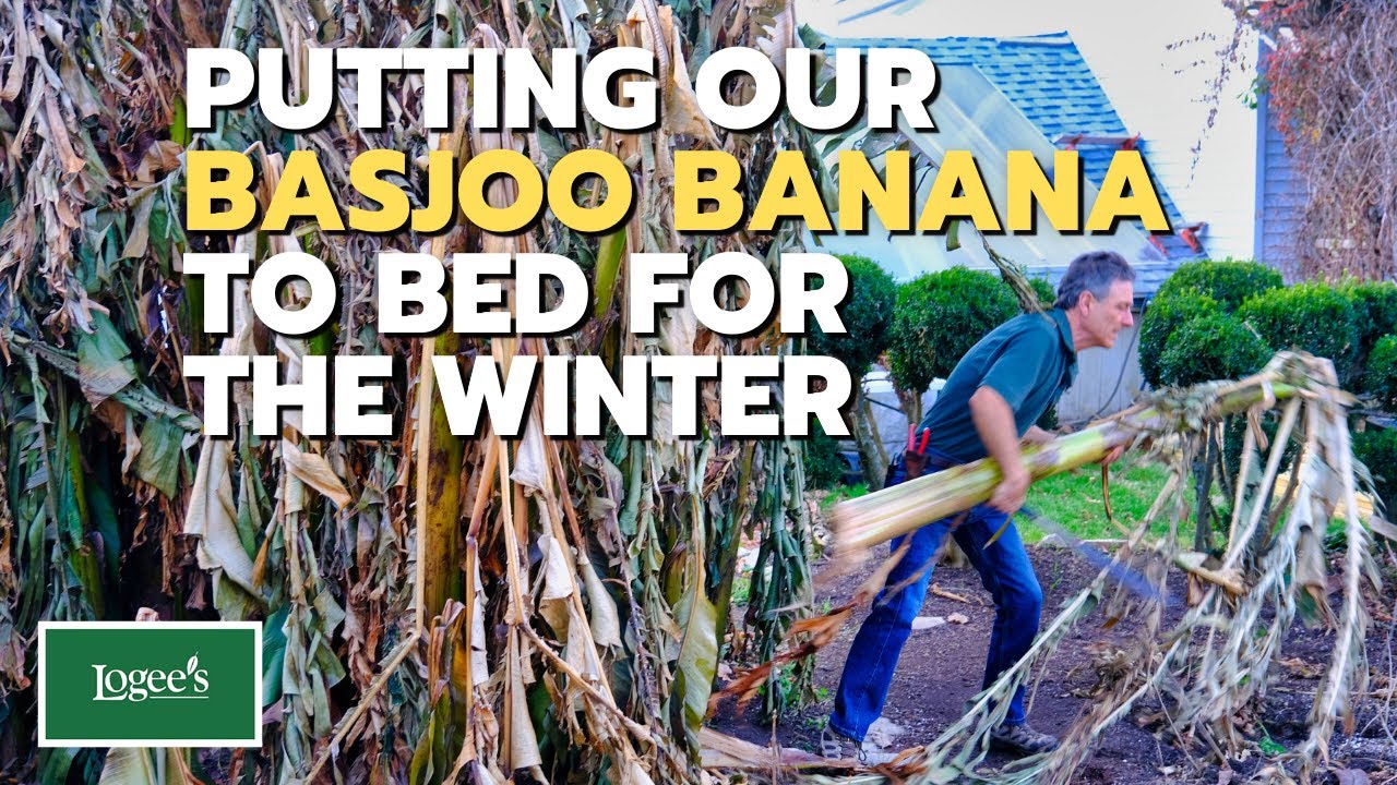 It's bedtime for our Basjoo Banana! How to put the Hardy Banana (Musa basjoo) to bed for the winter