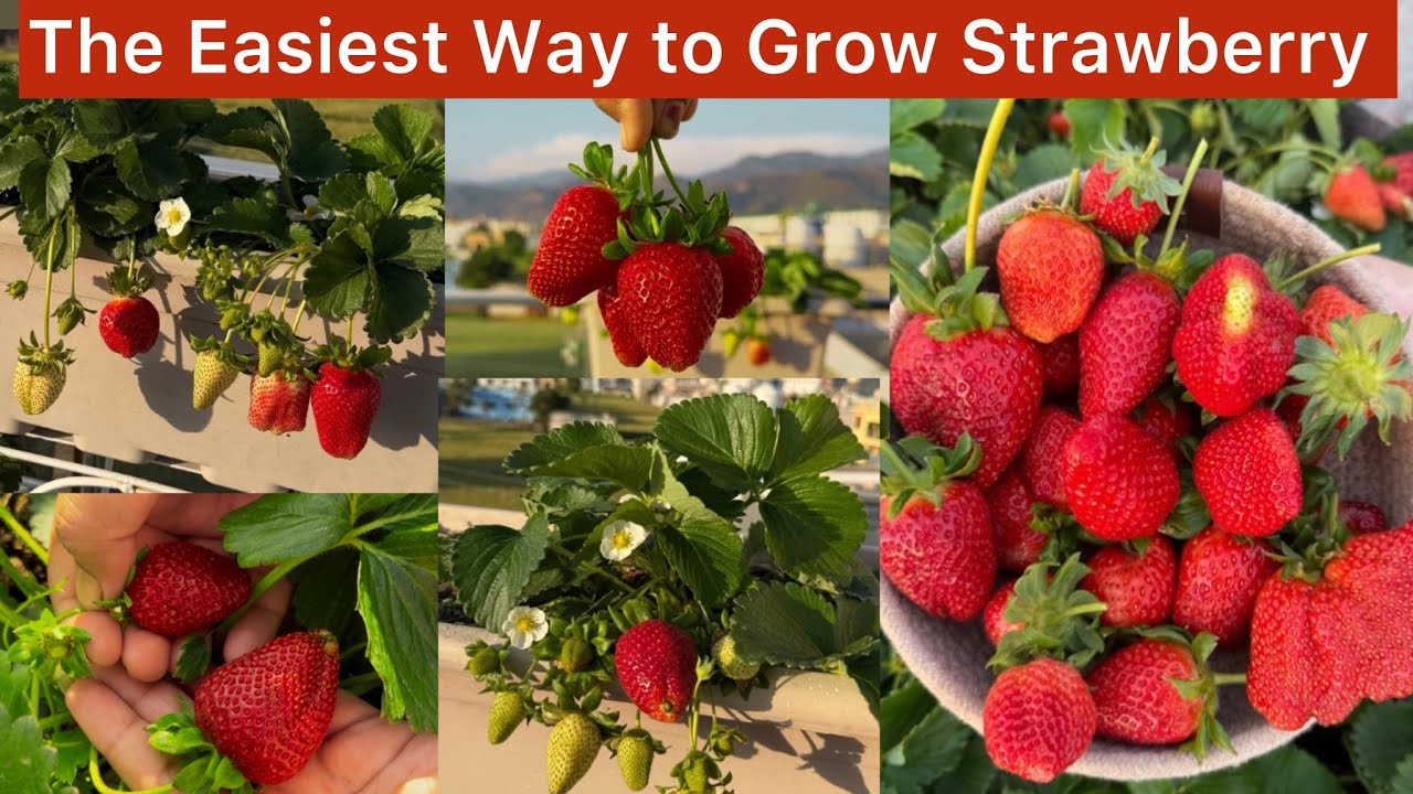 Easiest way to grow strawberry(step-by-step )घर पर स्ट्रॉबेरी उगाने का सबसे आसान तरीका #gardening 