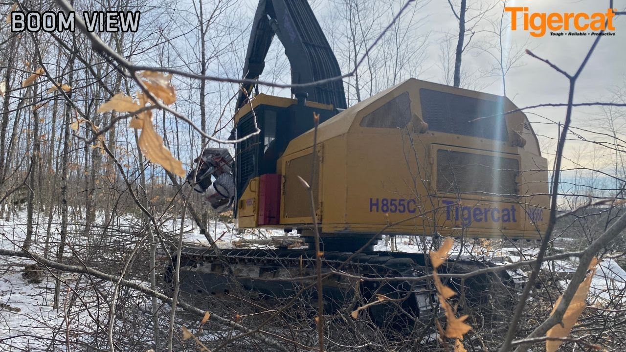 Boom View Cutting Hardwood With Tigercat 855C LogMax 7000