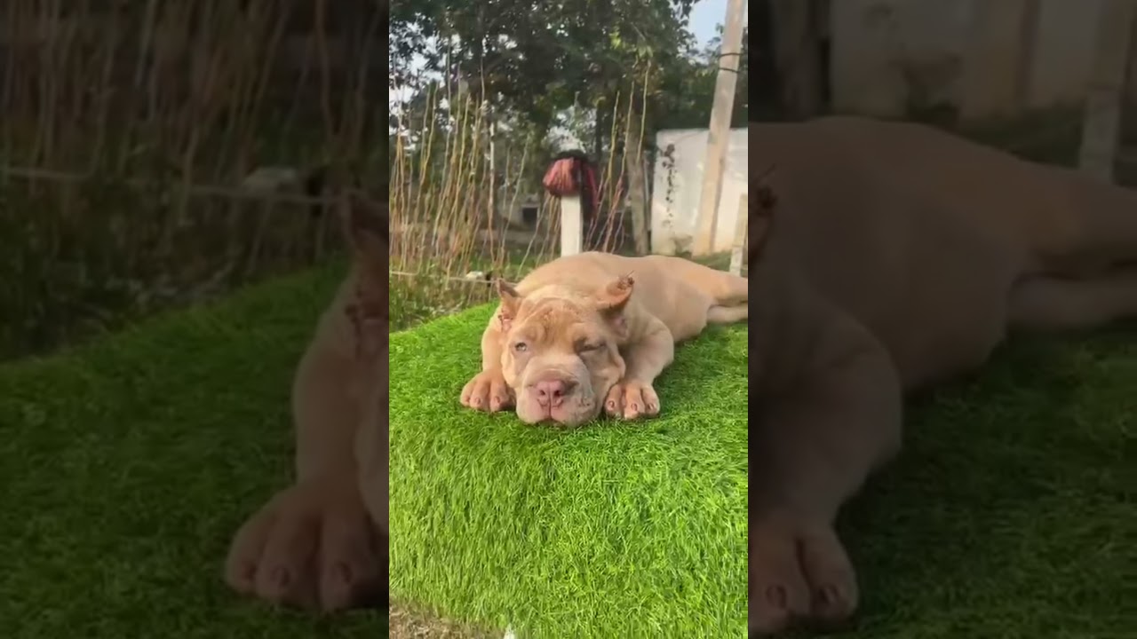 EXOTIC CANE CORSO DOG 