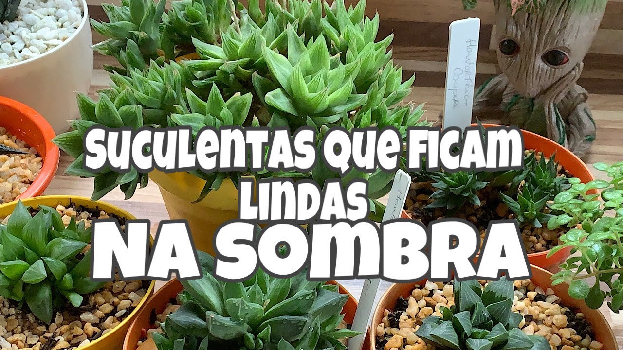 Suculentas que podemos cultivar na sombra