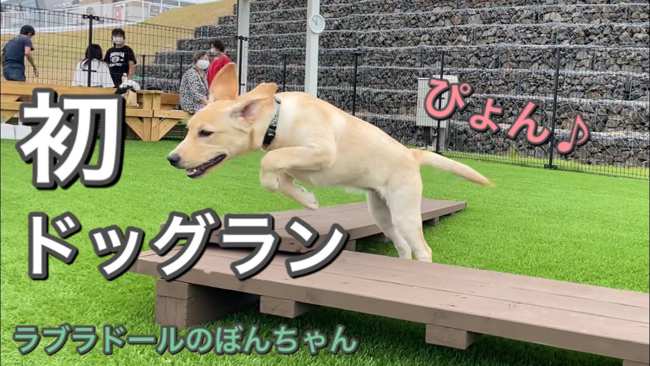 【ラブラドール#9】5ヶ月のラブラドールレトリバー初めてのドッグラン♪ 〜踏み切ってジャンプぅ〜labrador retriever  ぼんちゃん　まみキャンプ　大型犬　癒し　パピー　子犬