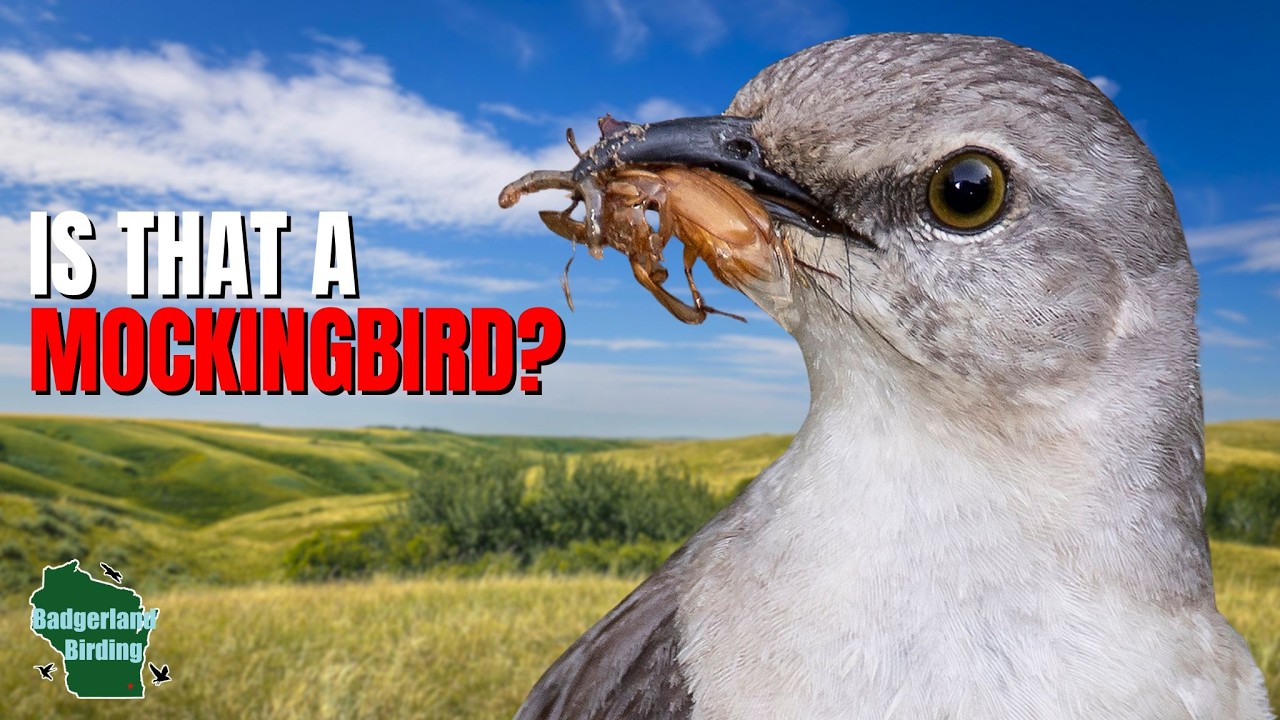 5 Things You Didn't Know About Mockingbirds!