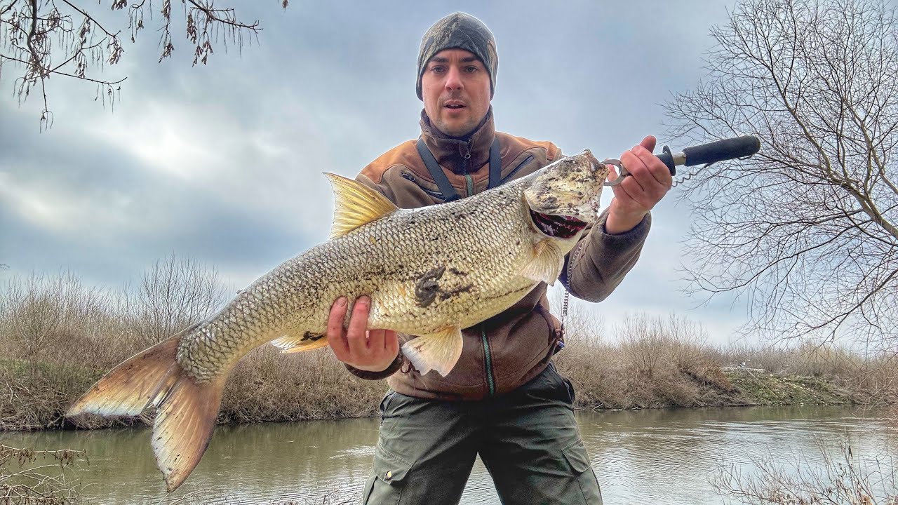 🐟Екстремни Распер от р.Марица. Риболов на распер. | Extreme Asp fishing. 🐟